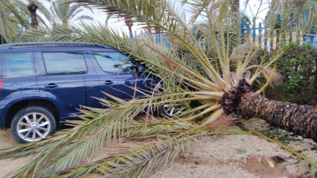 palmera